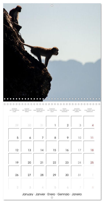 Rencontres animalières (CALVENDO Calendrier mensuel 2026)