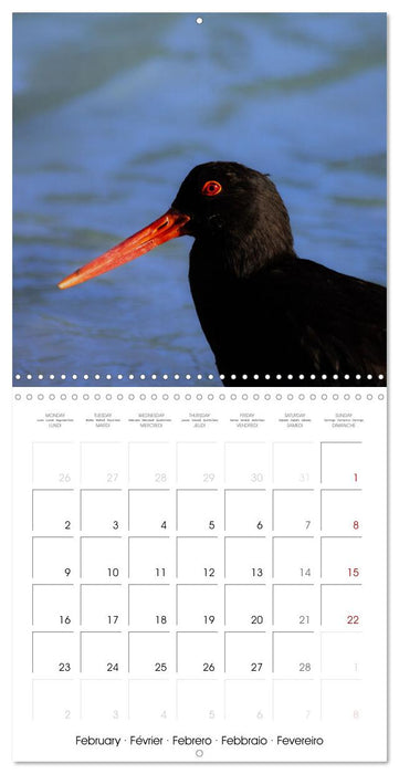 Rencontres animalières (CALVENDO Calendrier mensuel 2026)