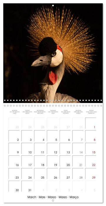 Rencontres animalières (CALVENDO Calendrier mensuel 2026)