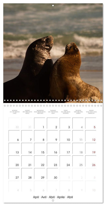 Rencontres animalières (CALVENDO Calendrier mensuel 2026)