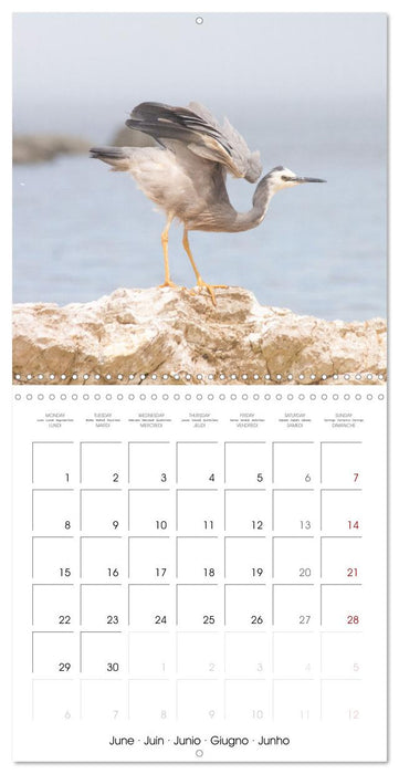 Rencontres animalières (CALVENDO Calendrier mensuel 2026)