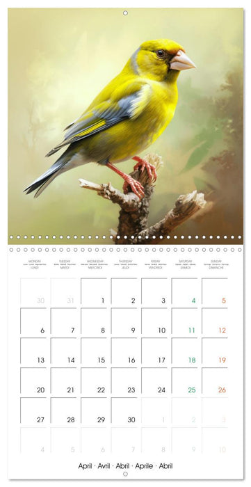 Ailes en scène (CALVENDO Calendrier mensuel 2026)