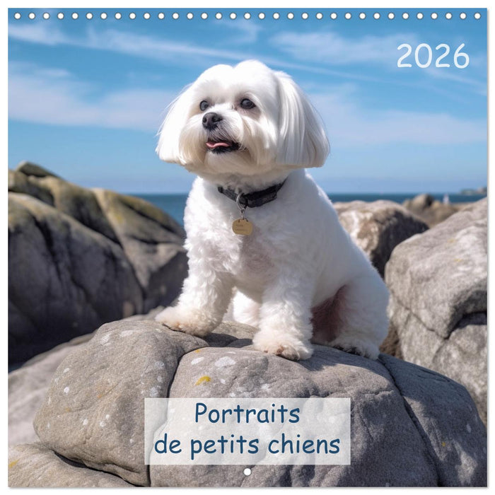 Portraits de petits chiens (CALVENDO Calendrier mensuel 2026)
