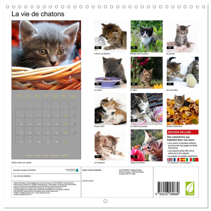 La vie de chatons (CALVENDO Calendrier mensuel 2026)