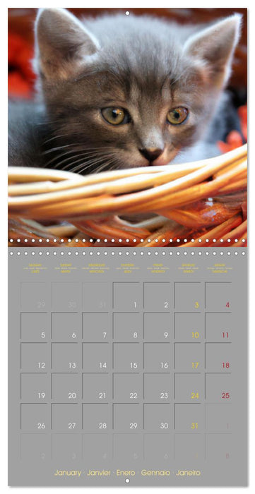 La vie de chatons (CALVENDO Calendrier mensuel 2026)
