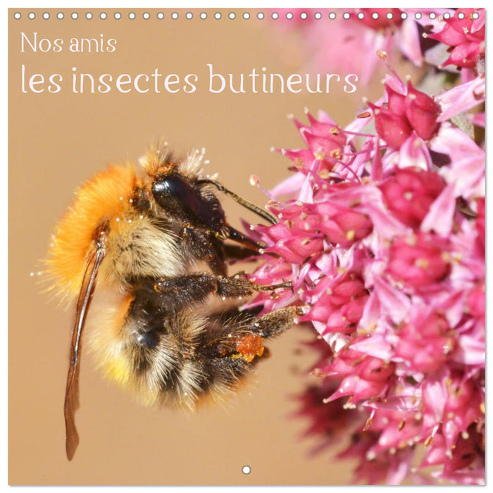 Nos amis, les insectes butineurs (CALVENDO Calendrier mensuel 2026)