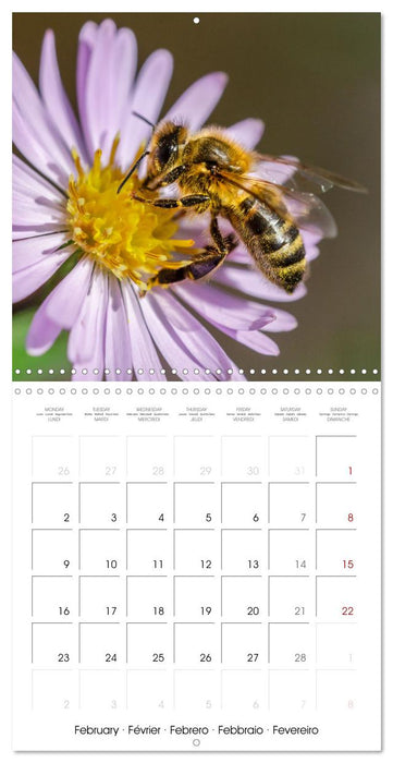 Nos amis, les insectes butineurs (CALVENDO Calendrier mensuel 2026)