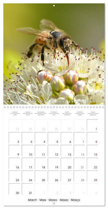 Nos amis, les insectes butineurs (CALVENDO Calendrier mensuel 2026)
