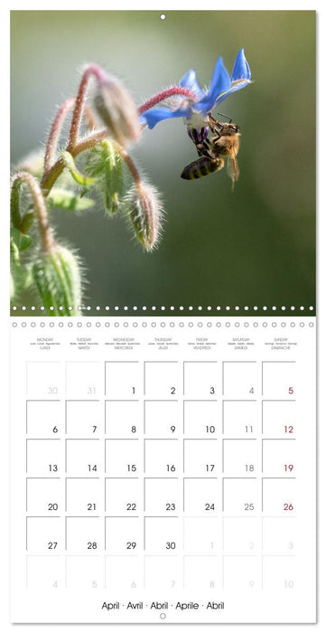 Nos amis, les insectes butineurs (CALVENDO Calendrier mensuel 2026)