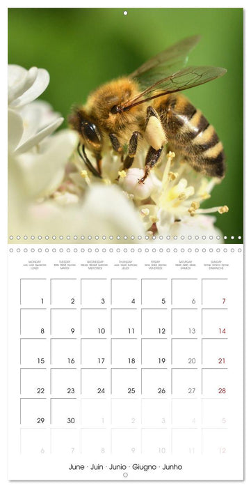 Nos amis, les insectes butineurs (CALVENDO Calendrier mensuel 2026)