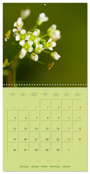 Floralis (CALVENDO Calendrier mensuel 2026)