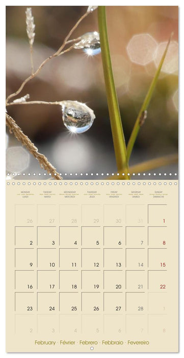 Floralis (CALVENDO Calendrier mensuel 2026)