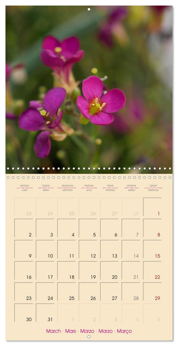 Floralis (CALVENDO Calendrier mensuel 2026)