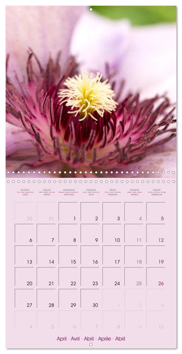 Floralis (CALVENDO Calendrier mensuel 2026)