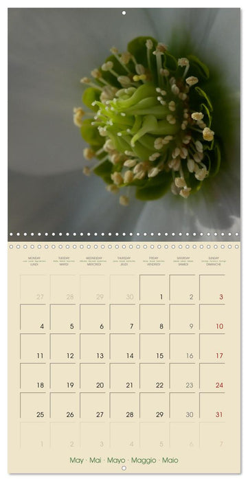 Floralis (CALVENDO Calendrier mensuel 2026)