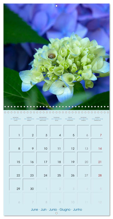 Floralis (CALVENDO Calendrier mensuel 2026)