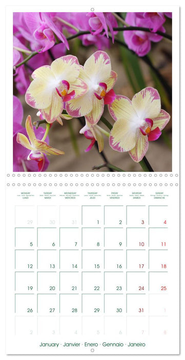 Orchidées fantastiques (CALVENDO Calendrier mensuel 2026)