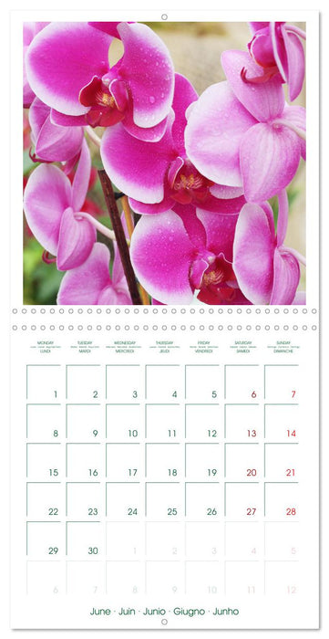 Orchidées fantastiques (CALVENDO Calendrier mensuel 2026)