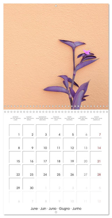 Leaves and flowers of Burano (CALVENDO Monthly Calendar 2026)