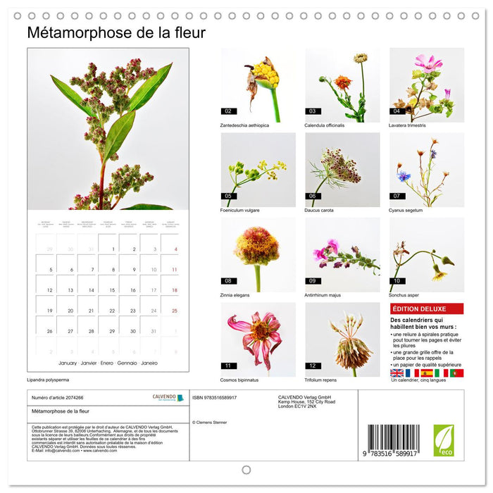 Métamorphose de la fleur (CALVENDO Calendrier mensuel 2026)