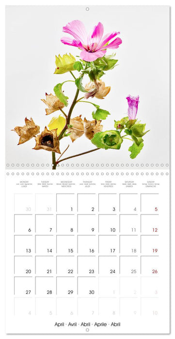 Métamorphose de la fleur (CALVENDO Calendrier mensuel 2026)