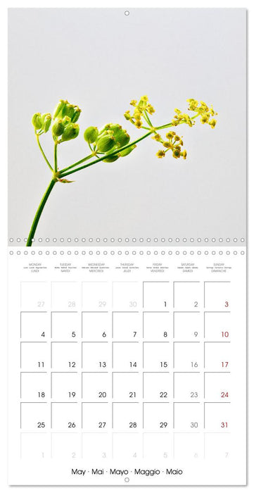 Métamorphose de la fleur (CALVENDO Calendrier mensuel 2026)