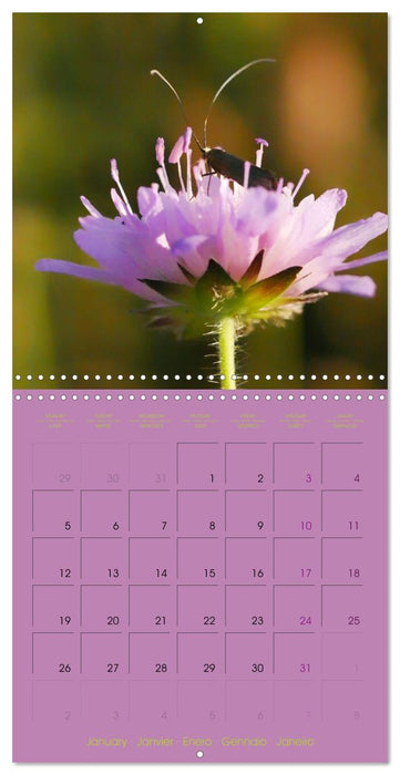 Petites âmes (CALVENDO Calendrier mensuel 2026)