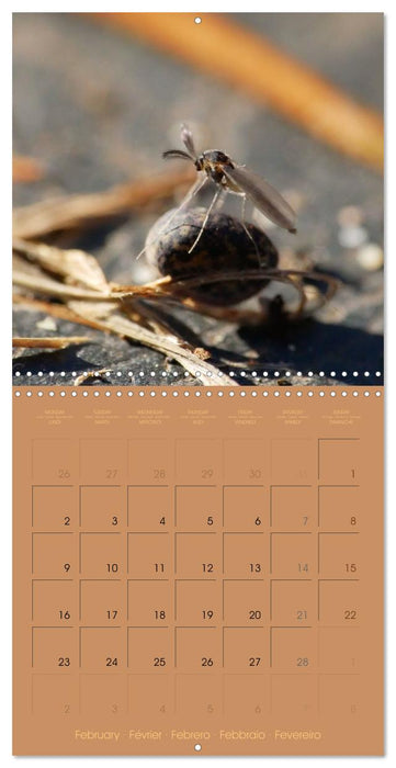 Petites âmes (CALVENDO Calendrier mensuel 2026)