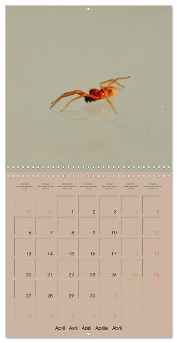 Petites âmes (CALVENDO Calendrier mensuel 2026)