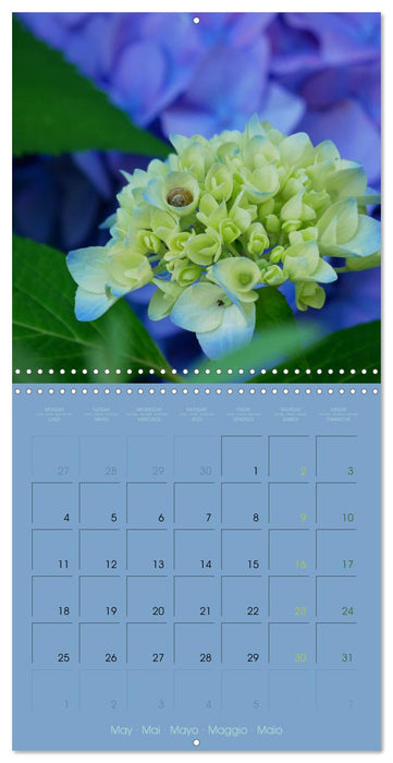 Petites âmes (CALVENDO Calendrier mensuel 2026)