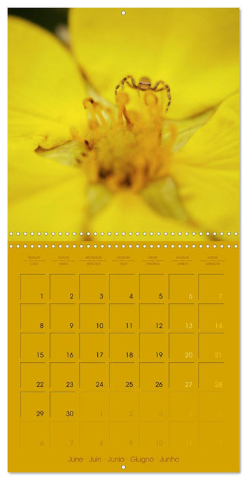 Petites âmes (CALVENDO Calendrier mensuel 2026)