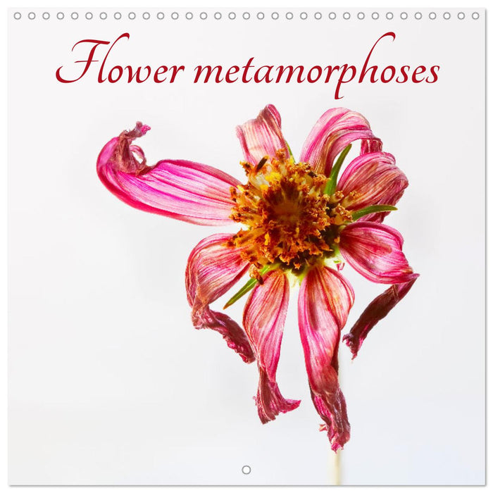 Flower metamorphoses (CALVENDO Monthly Calendar 2026)