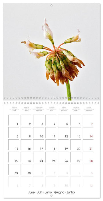 Flower metamorphoses (CALVENDO Monthly Calendar 2026)