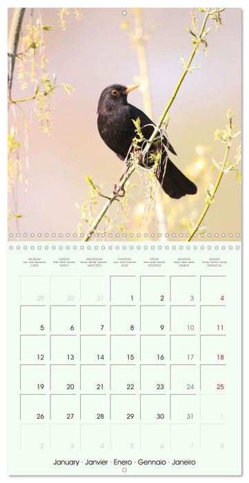 La parade des plumes (CALVENDO Calendrier mensuel 2026)