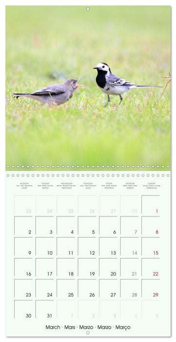 La parade des plumes (CALVENDO Calendrier mensuel 2026)