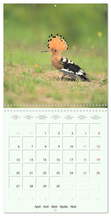 La parade des plumes (CALVENDO Calendrier mensuel 2026)