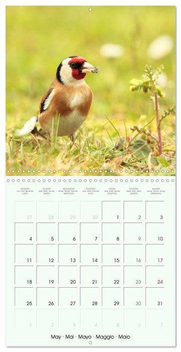 La parade des plumes (CALVENDO Calendrier mensuel 2026)