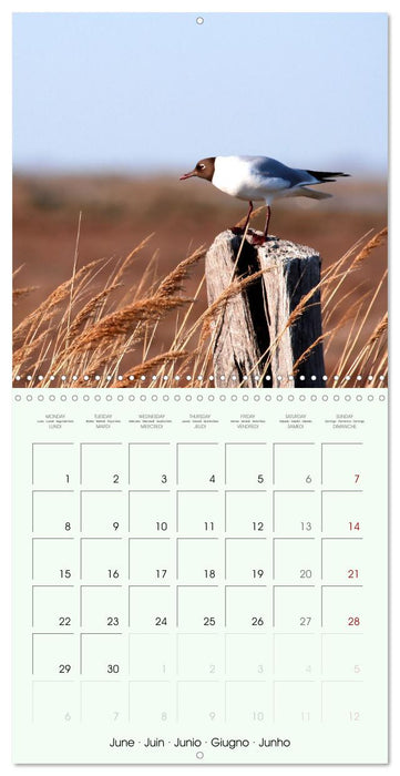 La parade des plumes (CALVENDO Calendrier mensuel 2026)