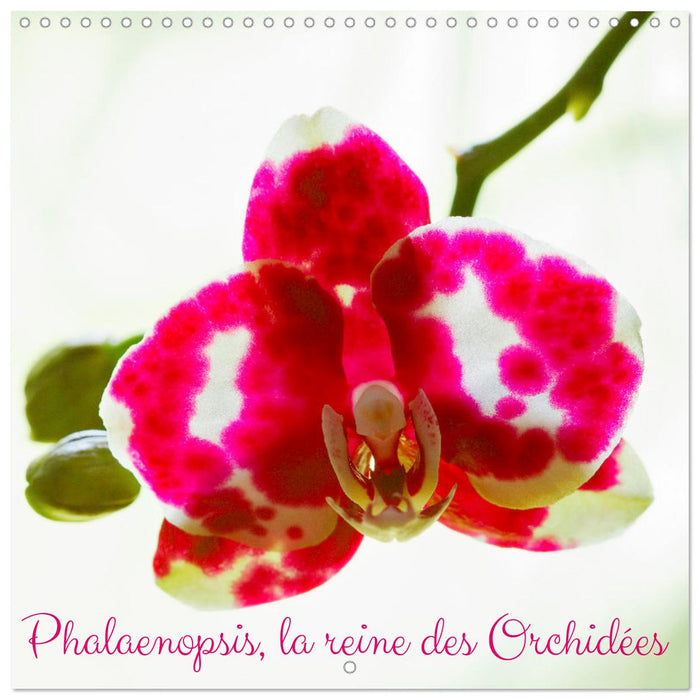 Phalaenopsis, la reine des Orchidées (CALVENDO Calendrier mensuel 2026)