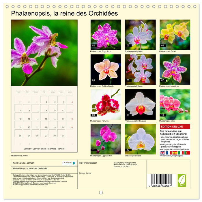 Phalaenopsis, la reine des Orchidées (CALVENDO Calendrier mensuel 2026)