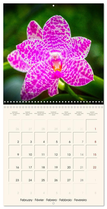 Phalaenopsis, la reine des Orchidées (CALVENDO Calendrier mensuel 2026)