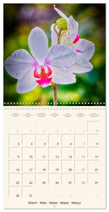 Phalaenopsis, la reine des Orchidées (CALVENDO Calendrier mensuel 2026)