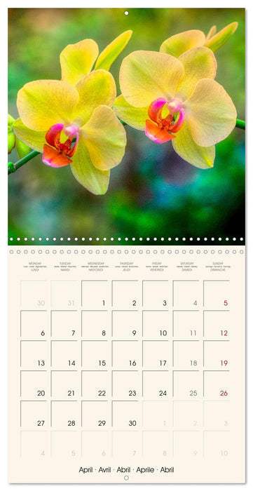 Phalaenopsis, la reine des Orchidées (CALVENDO Calendrier mensuel 2026)