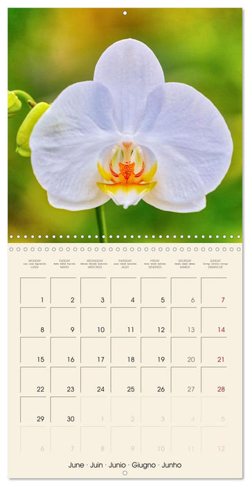Butterfly orchids in high fidelity (CALVENDO Monthly Calendar 2026)