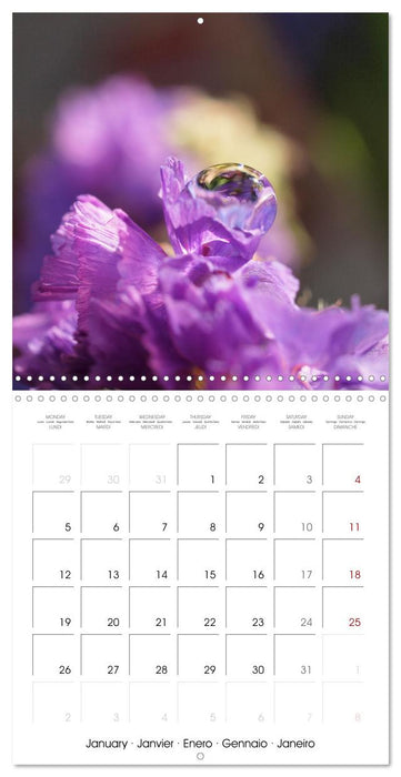 La magie des gouttes miroitantes (CALVENDO Calendrier mensuel 2026)