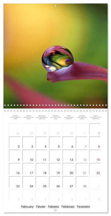 La magie des gouttes miroitantes (CALVENDO Calendrier mensuel 2026)