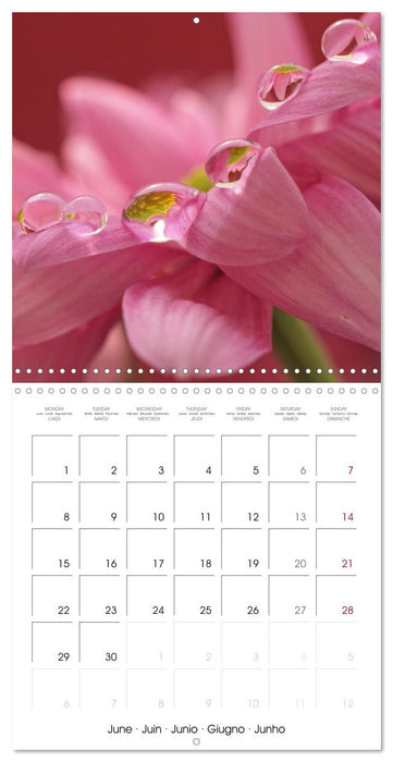 La magie des gouttes miroitantes (CALVENDO Calendrier mensuel 2026)