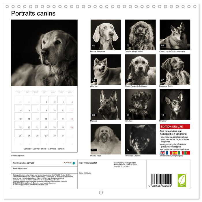 Portraits canins (CALVENDO Calendrier mensuel 2026)