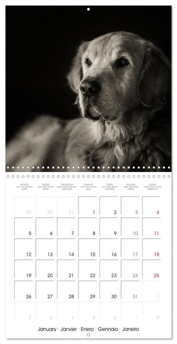 Portraits canins (CALVENDO Calendrier mensuel 2026)