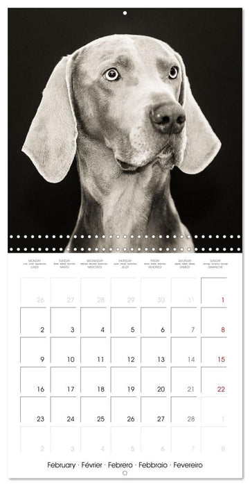 Portraits canins (CALVENDO Calendrier mensuel 2026)